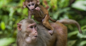 Pesquisa mostra que parasita que causa malária em macacos pode infectar humanos
